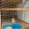 Daniel the pigeon kid - @danielthepigeonkid2 - TikTok