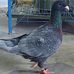 Daniel Top Nazrul Pigeon Loft - Facebook