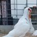 Daniel Top Nazrul pigeon loft - Facebook