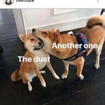 Daniel Pinhasov - @pinos_meem_account - Instagram
