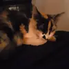 Danilo Pirolo - @danilo.pirolo - TikTok