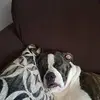 danielpoelstra679 - @danielpoelstra679 - TikTok