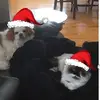 daniellepoitras2 - @daniellepoitras2 - TikTok