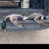 Daniel-Poland - @waterfowl_hunter13 - TikTok