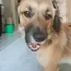 Amalia  Hinojosa - @danielpolendo49 - TikTok