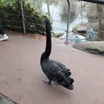 Daniel Pollo - @daniel_pollo_wasaaa - Instagram