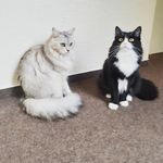Polly & Daniel - @siberiancats_polly_daniel - Instagram