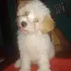 Daniela poltronieri ❤️ - @daniellypoltronieri - TikTok