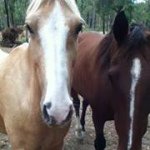 Daniel Prosser - @horsedaniel - Instagram