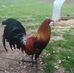 Daniel Pruitt - Facebook