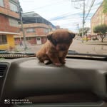 daniel rabia - @rabiacarros - Instagram