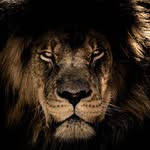 @daniel_rabinovich2 - Instagram