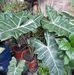 Danny Racho - Facebook