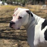 Daniel Racicot - @racicotdan - Instagram