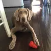 danielleradke - @danielleradke - TikTok