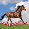 Daniel Rado - @daniel.rado - TikTok
