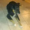 Fluffy Boi & Sophie - @daniellenicoleraney - TikTok