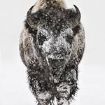 Daniel Reedy - @buffalochip47 - Instagram