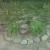 Dan Dan - @danielrife0 - TikTok
