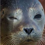Daniel Rimmer - @moggers782 - Instagram
