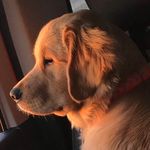 Daniel C Ripley - @dabeau_the_wonderdog - Instagram