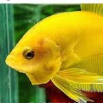 Daniel Risco - @jalabar_betta15 - Instagram