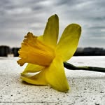 DANIEL ROACHÈ - @daniel_roache_photography - Instagram