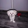 Danielle Roberge - @danielle.roberge4 - TikTok
