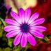 Daniel Roca - Facebook