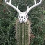 Daniel Roddy - @cloverfield_cactus - Instagram
