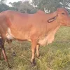 Daniel Rodolfo - @daniel.rodolfo87 - TikTok