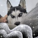 Daniel Roels - @danielroels4837 - Instagram