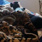 daniel roelofs - @blissycoolcat - Instagram