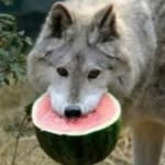 Daniel Rollins - @the.greatest.daniel - Instagram