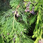 Daniel Glyn Romaine - @vancouvertrees - Instagram