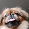 daniel romanoski - @danielromanoski - TikTok