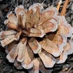 Daniel Rondeau - @pinecone549 - Instagram