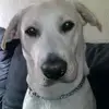 Daniel Rosenfeld - @daniel.rosenfeld4 - TikTok