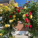 Daniel Rosier - @daniel.rosier.54 - Instagram