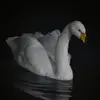 Daniel Roughley267 - @danielroughley267 - TikTok