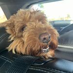 Danrubes - @danielrubenacker672 - Instagram