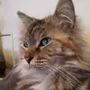 Daniela Ruberto - @daniela.ruberto4 - TikTok