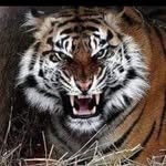 Daniel Samirono Handojo - @danielsamirono - Instagram