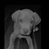Daniel Satchell - @daniel.satchell2 - TikTok