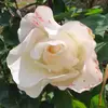 daniela68sv - @daniela.68savona - TikTok