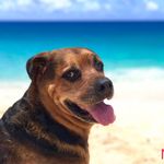 Daniel Scarborough - @scarborough_gallery_hawaii - Instagram