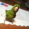 Daniel Scarpelli6116 - @danielscarpelli1 - TikTok