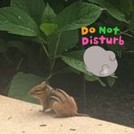 Daniel Schaeffer - @bmfdan - Instagram
