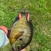 Dan Scharlau - Facebook