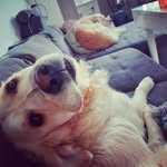 Daniel Schattovits - @danielschattovits - Instagram